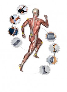 Image représentant les muscles du corps humain